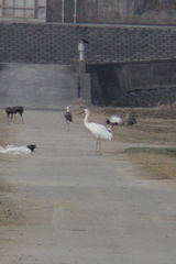 Leucogeranus leucogeranus