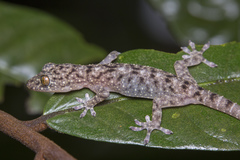 Gekko monarchus