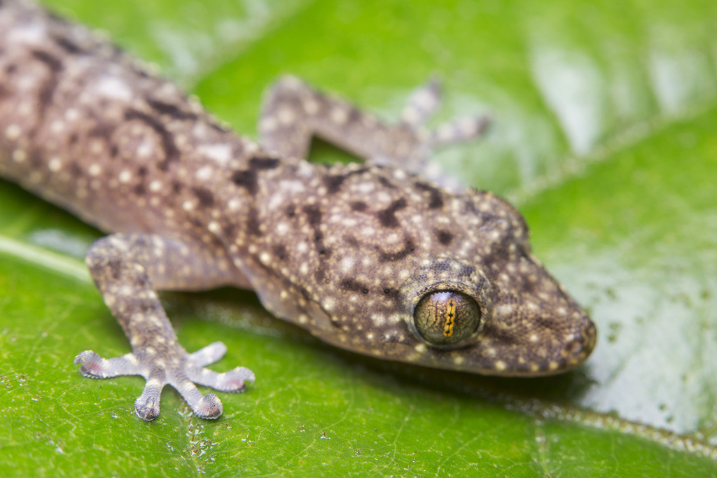 Spotted House Gecko