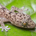 Double-spotted Gecko - Photo (c) budak, some rights reserved (CC BY-NC), uploaded by budak