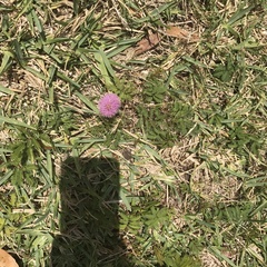 Mimosa strigillosa