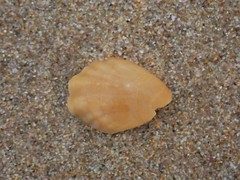 Magellania flavescens