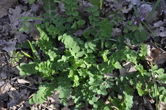 Astragalus glycyphyllos