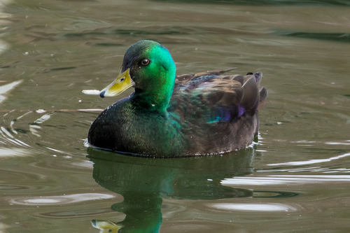 Duck