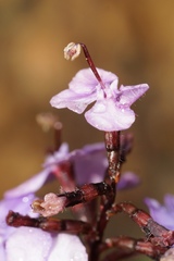 Stylidium preissii