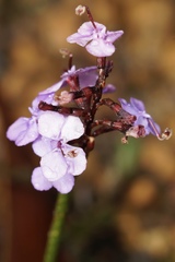Stylidium preissii