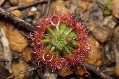 Drosera micrantha