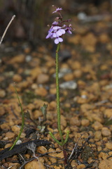 Stylidium preissii