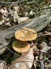 Fungi