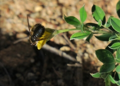 Argyrolobium pumilum