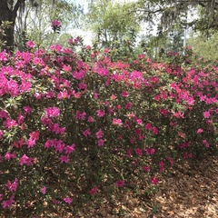 Rhododendron