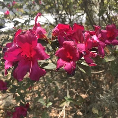 Rhododendron