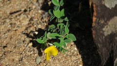 Argyrolobium pumilum