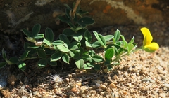 Argyrolobium pumilum