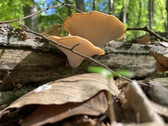 Fungi