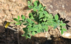 Argyrolobium pumilum