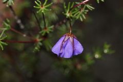 Platytheca galioides