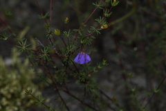 Platytheca galioides
