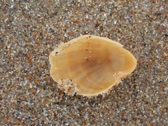 Magellania flavescens