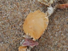 Magellania flavescens