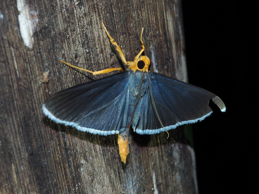 Omiodes albicilialis