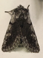 Pleromelloida conserta