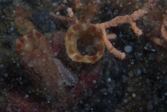 Ascidia incrassata