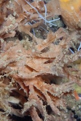 Flustra