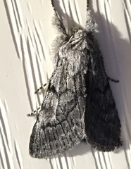 Pleromelloida conserta