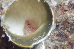 Apletodon pellegrini