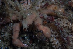 Achaeopsis spinulosa