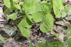 Asarum canadense reflexum