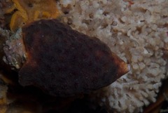 Alcyonidium nodosum