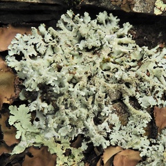 Hypotrachyna mcmulliniana