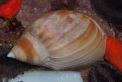 Bullia laevissima