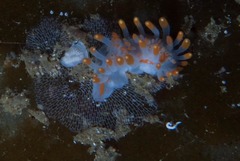 Membranipora rustica