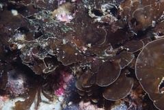 Exallosorus harveyanus