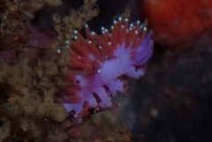 Paraflabellina funeka