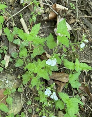 Veronica peduncularis