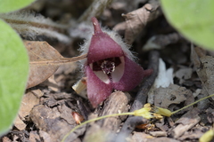 Asarum canadense reflexum