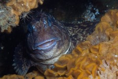 Parablennius cornutus