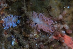 Phyllodesmium horridum