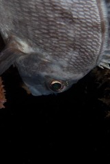 Chirodactylus grandis