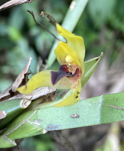 Maxillaria cucullata, photograph 4