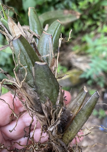 Maxillaria cucullata, photograph 5