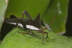 Aspilosterna albovittata