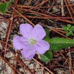 Ruellia ciliosa