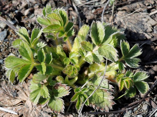 Potentilla stolonifera iNat (2)