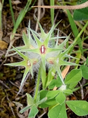 Trifolium stellatum image