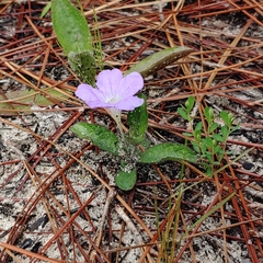 Ruellia ciliosa